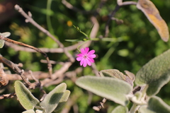 Silene cretica