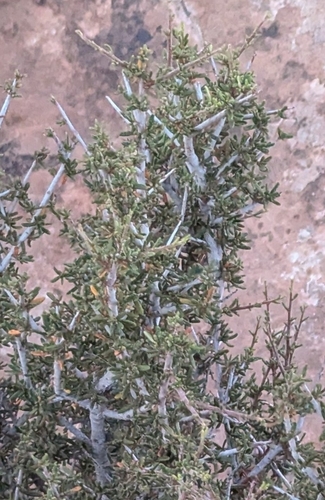 Cercocarpus intricatus