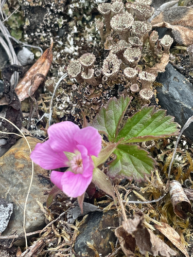 Arctic raspberry