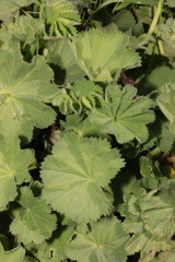 Alchemilla mollis