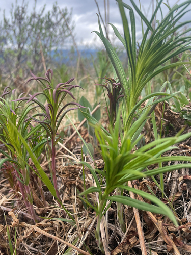 fireweed