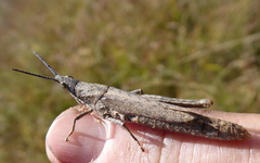 Pyrgomorpha granulata