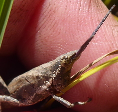 Pyrgomorpha granulata