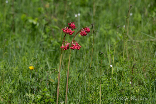 Primula maximowiczii, photograph 6