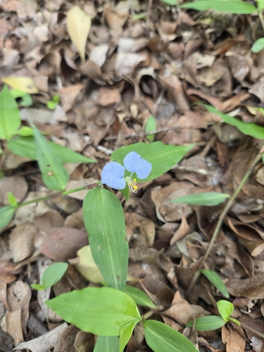 whitemouth dayflower (Commelina erecta)