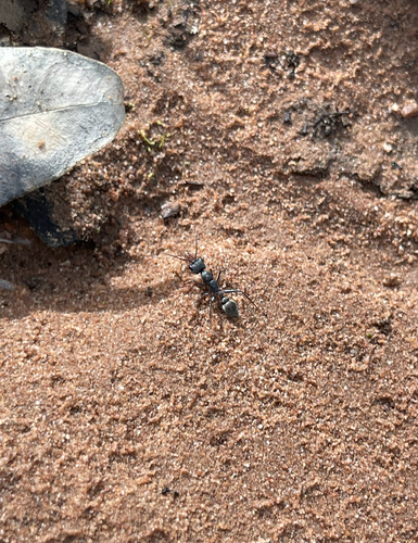 Myrmecia dispar