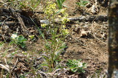 Erysimum crepidifolium