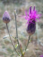 Centaurea scabiosa adpressa