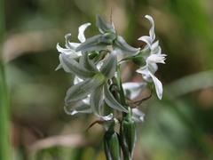 Ornithogalum boucheanum