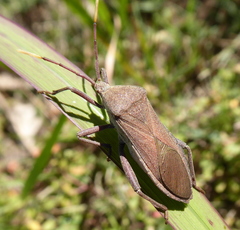Anoplocnemis