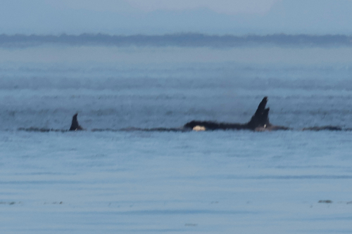 Sighting photo