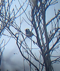 Granatellus venustus