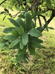 Quercus laceyi