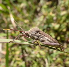 Anoplocnemis