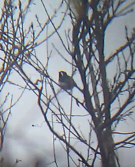 Granatellus venustus