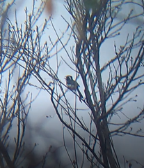 Granatellus venustus