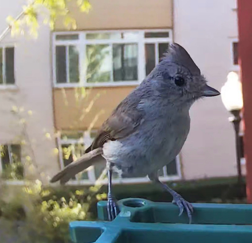 Oak Titmouse