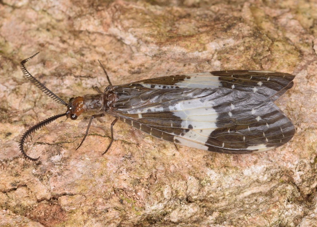 Dark Fishflies