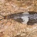 Dark Fishflies - Photo (c) skitterbug, some rights reserved (CC BY), uploaded by skitterbug