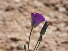 Calochortus invenustus, photograph (c) James M. Maley, some rights reserved (CC BY)