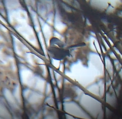Polioptila nigriceps
