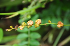 Crocosmia aurea image