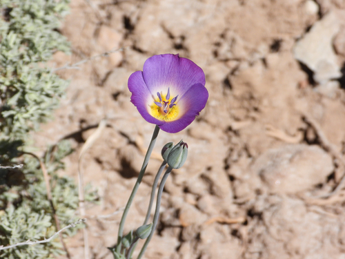 Calochortus invenustus, photograph 4