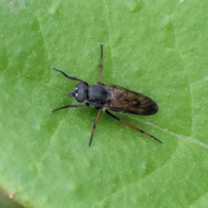 Flies from Sunnyvale, CA, USA on April 21, 2020 at 1022 AM by Anne