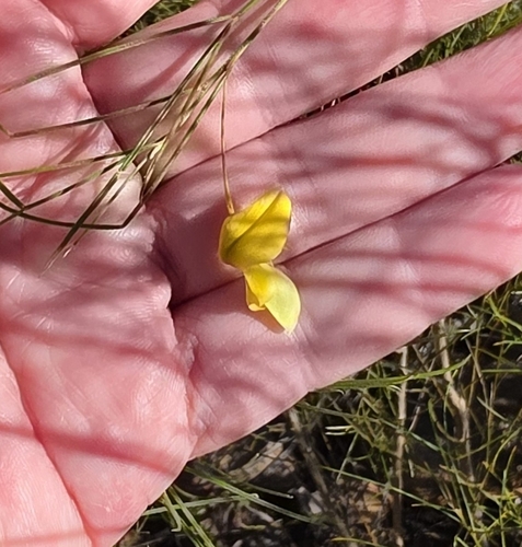 Templetonia hookeri observed 2026-06-15