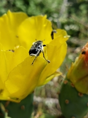 Trichiotinus texanus