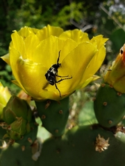 Trichiotinus texanus