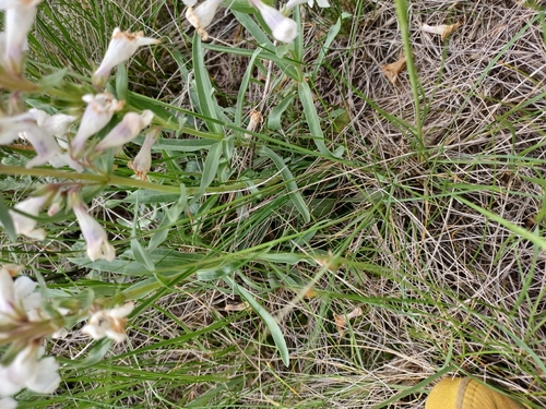 White-flower Beardtongue