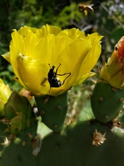 Trichiotinus texanus