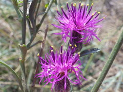 Centaurea scabiosa adpressa