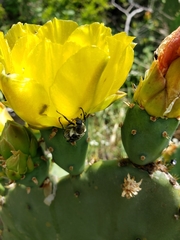 Trichiotinus texanus