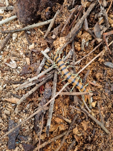 Red-headed Centipede