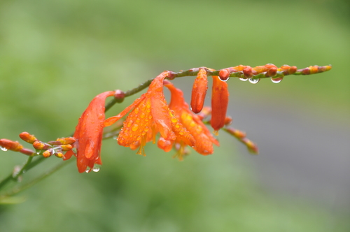 Crocosmia aurea image