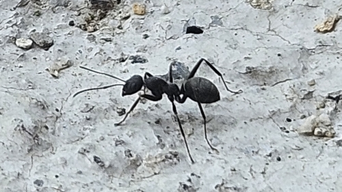 Japanese Wood Ant