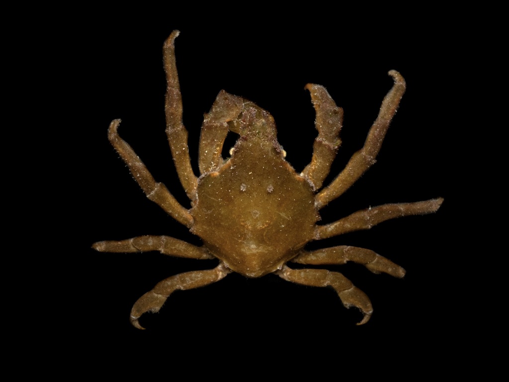 variegate spider crab