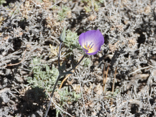 Calochortus invenustus, photograph 3