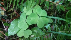 Oxalis