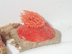 Stomphia coccinea