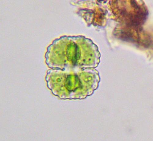 Cosmarium undulatum