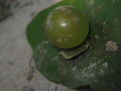 Amphibolips quercusracemaria