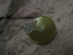 Amphibolips quercusracemaria