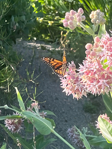Monarch photographed in Oregon