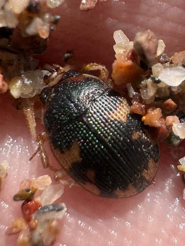 Effaced Round Sand Beetle