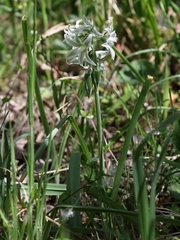 Ornithogalum boucheanum