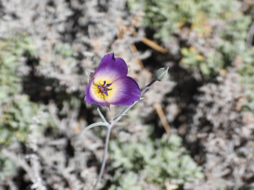 Calochortus invenustus, photograph 1