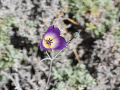 Calochortus invenustus, photograph (c) James M. Maley, some rights reserved (CC BY)